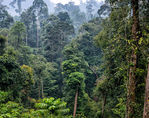 Semana Del Bosque FSC® 2024, para una gestión forestal responsable