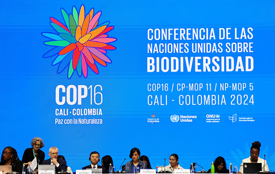 COP16 de la ONU, busca detener la pérdida de la naturaleza para 2030