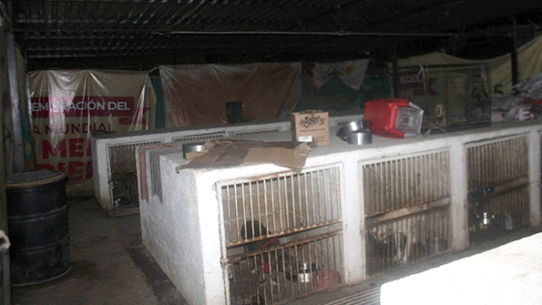 Por presunto maltrato, aseguran Centro de Protección Animal de Ixtapaluca
