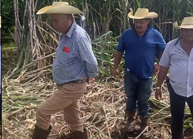 Millonarias pérdidas de caña en Temascaltepec urgen ayuda