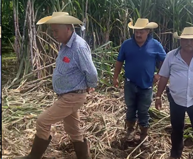 Millonarias pérdidas de caña en Temascaltepec urgen ayuda