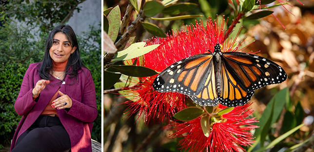 “Las mariposas, grandes indicadores de la salud ambiental”: Especialista de la UAEMéx