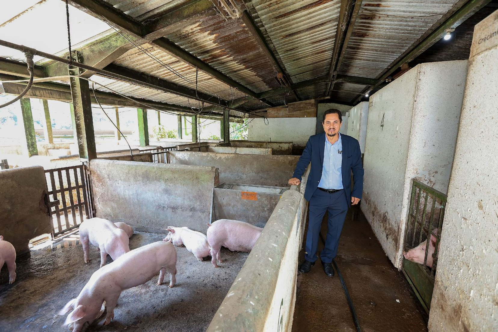 Desarrolla UAEMéx, modelo para prevenir impacto de la Peste Porcina Africana