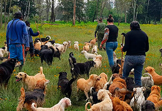 Garantizan condiciones de cuidado a lomitos de “Refugio Franciscano”