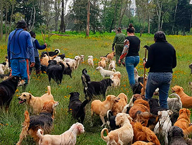 Garantizan condiciones de cuidado a lomitos de “Refugio Franciscano”