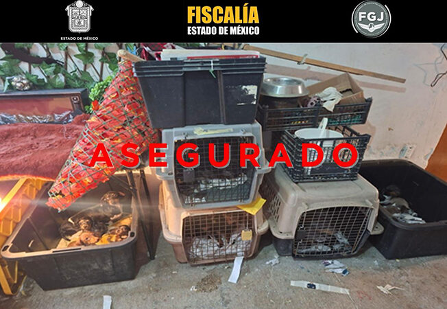 Rescatan a un centenar de especies animales en Tultepec