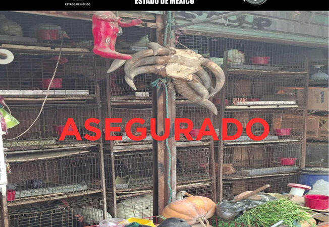 Rescatan 162 animales en Mercado de Cuautitlán; localizan restos