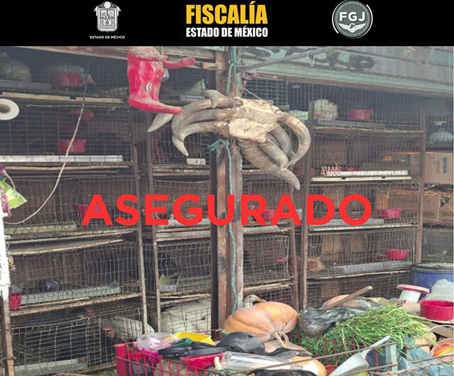 Rescatan 162 animales en Mercado de Cuautitlán; localizan restos