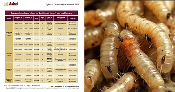 Reportan segundo caso humano de miasis por gusano barrenador en Edomex