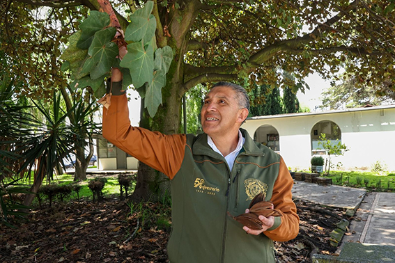 UAEMéx, referente nacional en la conservación del Árbol de las Manitas